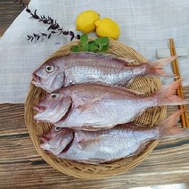 반건조 생선 국산 참돔 1마리 손질 제수용 구이용 찜용, 대 1마리(40cm내외)