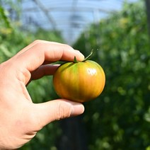당일수확 부산 대저 짭짤이 토마토 / 대저토마토 단짠 토마토, 1개, 부산 대저 짭짤이 토마토 2.5Kg 로얄과 (S)