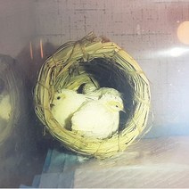 미니메추리 앵무새 잉꼬 항아리 둥지 은신처 포란둥지 산란 새둥지, 항아리둥지