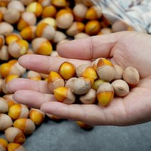 깐은행 500g(특), 1개