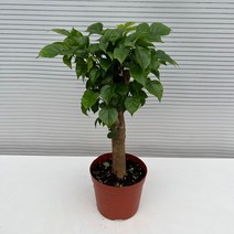 [다은꽃농원]녹보수 중품 외목대 녹색보석나무 키우기쉬운 실내공기정화식물 새집증후군 제거 실내인테리어