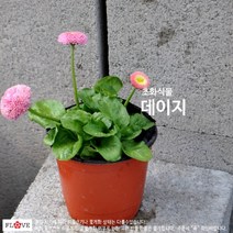 데이지, 흰색