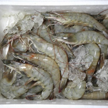 [재판매기념] 국내산 흰다리새우 1kg (35미내외) 2kg (70미내외) 제철 세척 신안군 활급냉, 1개