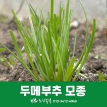 보람농자재 두메부추모종/100촉/부추모종/텃밭/모종