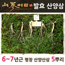 산삼어람 산양삼 산삼 발효삼 자연산 6 7년근 5뿌리 생삼 산양산삼 장뇌삼 산삼배양근 부모님 건강 선물 세트 청정지역 평창 농장 직배송, 1set