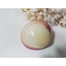 진주 대합 조개 껍데기 조개모형 인테리어 바다 장식