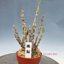 [재희난]석곡-도양, 1개