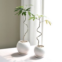 황칠나무 관엽식물 개업화분 묘목, 황칠나무(소)+달항아리(소)