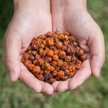 국산 마가목열매 400g/마가목 건조 말린 약초 약재 국내산 차 한방, 140E_국산마가목열매 200gX2