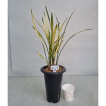 동양란/고급난/금기/팔보기전/태양금/산천조/산천보세, (10)팔보기전(포트/5촉)