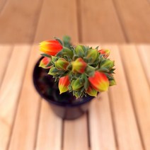 꽃피는 조안다니엘 키우기 쉬운 다육식물 화분별도1-30랜덤, 1개