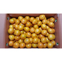 타이벡귤 소과 대과 5kg 15kg, 타이벡귤 소과,2s 5kg