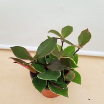 [용이네 화원] 화사한 환희호야 미니 040 농원