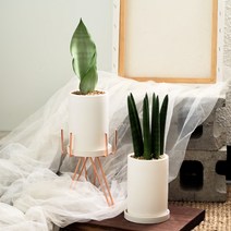 문샤인 산세베리아 스투키 택1 - 키우기 쉬운 공기정화식물 선물 best item!