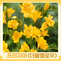 프리지아(프리지어) 구근 모종 더블옐로우 10개