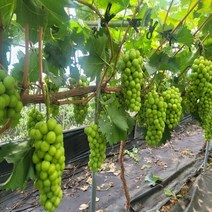 샤인머스캣 묘목 1년생 접목포트묘 2주, 1년생접목포드묘2주, 2개