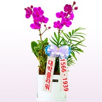 대박플라워 만천홍 서양란 승진선물 취임 영전 이전 개업선물 부모님선물 꽃배달