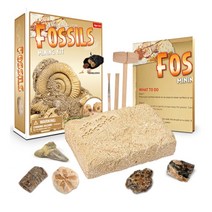 고생대 대형 암모나이트 화석 발굴 키트 해적 해골 화산 암석 마이닝 시리즈, B.소형 암모나이트 발굴 세트