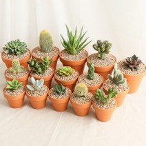 갑조네 국민 다육이 공기정화식물 다육식물 인테리어 키우기쉬운 식물, 41 다육_금황환(소품)