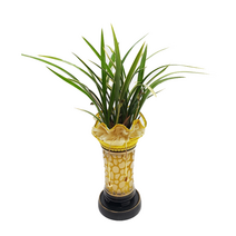 디씨플라워 동양난 서양난