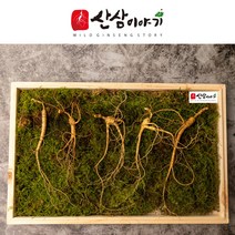 [산삼이야기] 산양삼 산삼 산양산삼 장뇌삼 추석선물 부모님선물 지인선물 추천 원기회복 년수선택 자연산 산삼 황절삼 야생삼 명절선물 선물추천 산지직송 고급포장, 10년근 5뿌리
