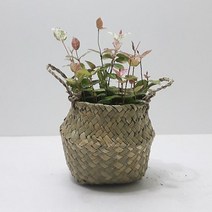 FDG085471초설마삭줄(소) 해초 바구니 인테리어식물 공기정화