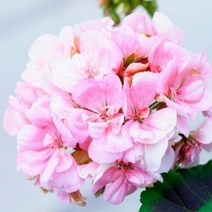 캔들마노 제라늄 100ml 유기농 (Geranium Essential Oil) | 제조사 - 커풋 원산지 영국