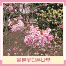 분꽃나무 묘목 올분꽃다운 5치포트 2개
