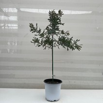[다은꽃농원]자엽아카시아(미모사) 중품 외목대 노랑꽃 키우기쉬운 실내공기정화식물 이국적인 느낌의 인테리어, 1개