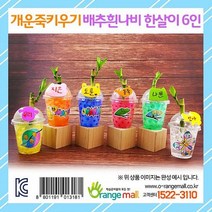 오렌지몰 공기정화 개운죽키우기 배추흰나비한살이 6인용 생물실험세트