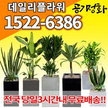 실내공기정화식물 미세먼지 공기청정 키우기쉬운식물 플랜테리어 식당 개업축하선물 산세베리아 고무나무 안시리움 율마 아가베 아레카야자 승진화분, (선택06)안시리움