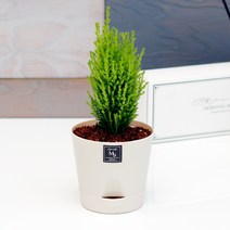 아침향기 공기정화식물 기능성 에코화분 아이보리, (에코화분/아이보리) 율마, 1개