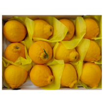 (23년 설) 한라봉-선물용 중대(9-13과) 3kg-선물가방포함