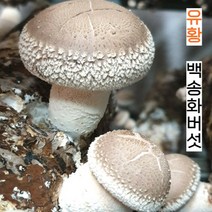유황이 들어간 고품격 유황 백송화버섯 송화고버섯, 유황 백송화버섯 분말 120g