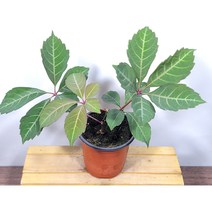 [나랑너랑꽃]파르데노키수스 - 트리쿠소이다타 (고려 담쟁이)