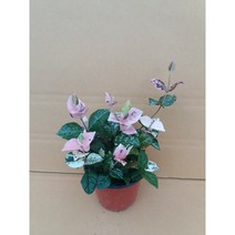 [근이네식물원]오색마삭줄/초설/색상이 이뻐요