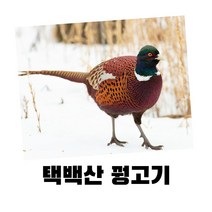 강원도 농장 꿩 까투리 고기 판매, 까투리(암꿩)+산양삼3뿌리
