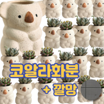 다육이화분 귀여운 코알라 토분 화분, 베이지+깔망