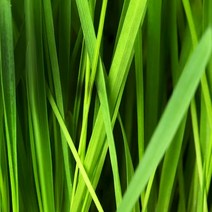 [캔들이케아] 국내산 프래그런스 오일 50ml 108종, 18_시트로넬라