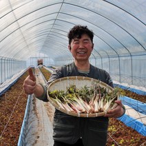 두릅 강원도 산지직송, 땅두릅 1 kg