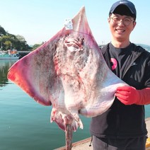 홍어애제공 국산 홍어 1kg 흑산도 전라도 목포 국내산 약숙성 중간숙성 강숙성 혼술안주 홍어탕거리, 100% 흑산도홍어, 500g