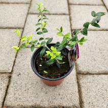 올리브나무 소품 꽃비관엽, 1개