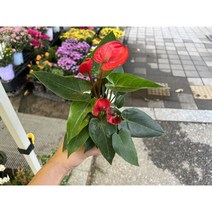 (공주네플랜트)안시리움 작은사이즈, 1개