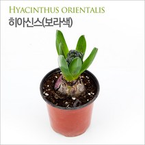 피알피쉬 히아신스 보라색 (Hyacinthus orientalis)
