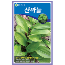 갑조네 산마늘 씨앗 채소키우기 베란다텃밭