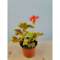 부자농원 벤쿠버제라늄29