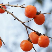 도봉물산_[국내산] 영화청과 특급 청도홍시 2kg 스무디 감 냉동 아이스, 1, 본상품선택