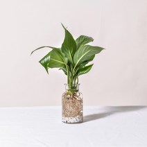 수경재배식물 모던글라스세트 몬스테라 개운죽 테이블야자 아레카야자 스킨답서스 스파트필름, 식물만, 4.스파트필름