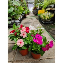 일일초 10개묶음 색상랜덤 270, 10개