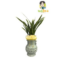 산천조 동양란 개업 승진 축하화분 인테리어화분 동양난, 동양란 - 산천조, 지방 구 단위 지역(배송비 1만원 추가)